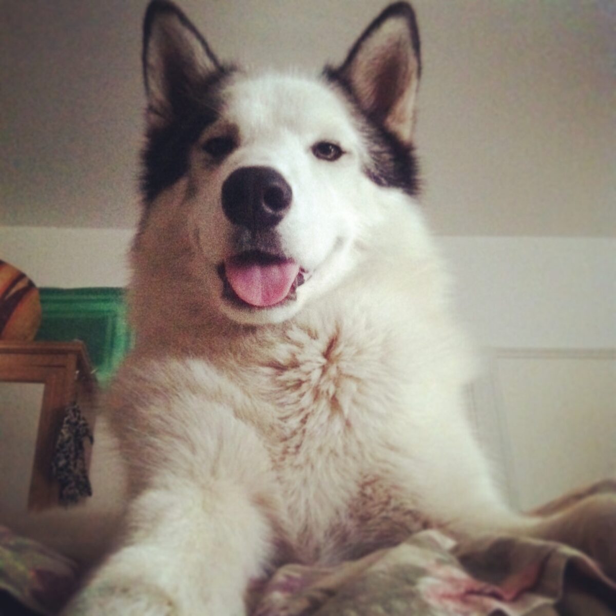 Milo-Bed - 21