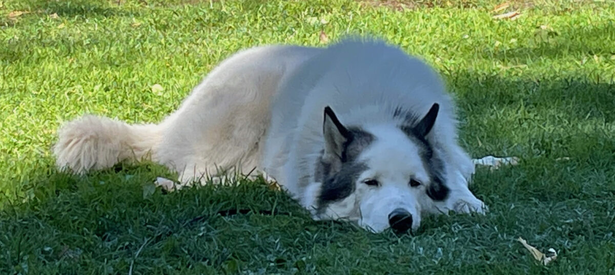 Milo dogness 2022 - 50