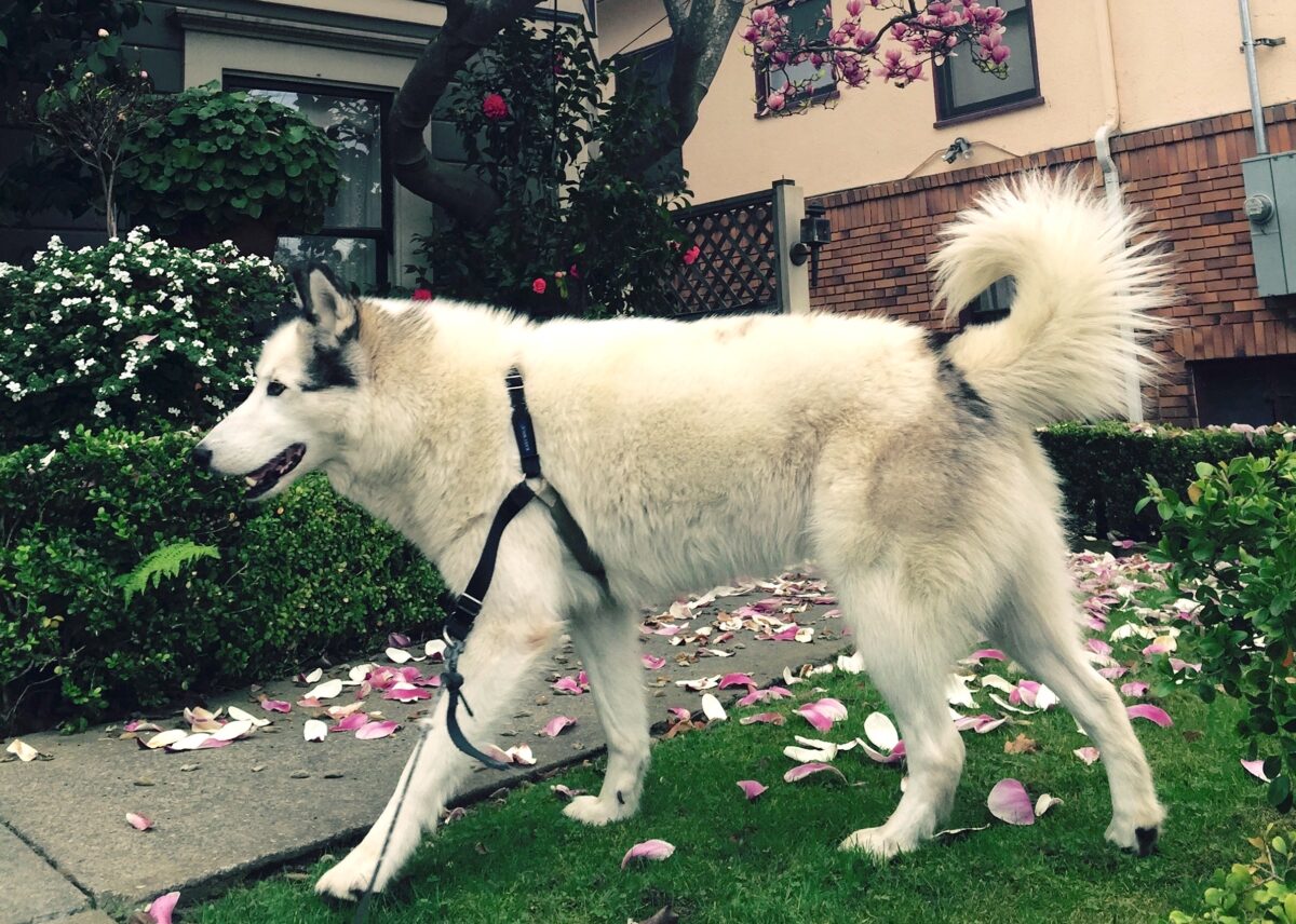 Milo walk